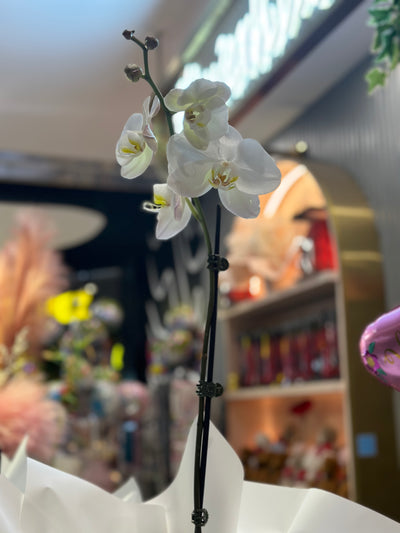FH74: Moth Orchid
