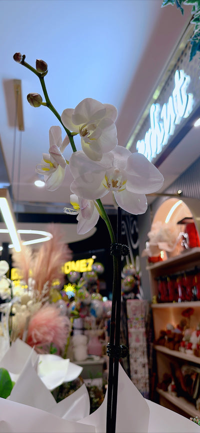 FH74: Moth Orchid