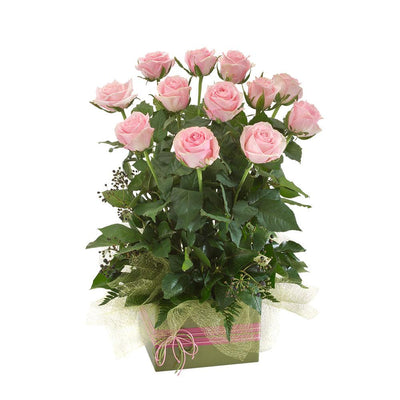 Arrangement of 24 Long Stemmed Pink Roses in a Low Glass Vase

Impress with this lavish arrangement! Desire features 24 long stemmed pink roses standing in a glass vase with foliage. They won't be able to resist this brilliant floral gift, add chocolates or wine to delight them even more.

Flowers may vary from the image displayed due to seasonal availability. We'll craft an arrangement which is similar in style using seasonal flowers that is equal or greater in value. 