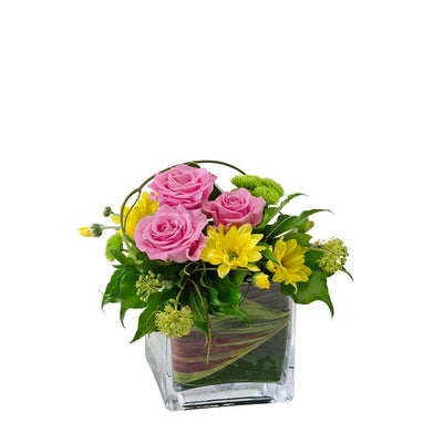 Mixed Arrangement in a Glass Cube

This cute floral gift will brighten their day! Joy is a pretty mixed arrangement in a glass cube that they won't be able to resist. Add chocolates or a teddy bear to complete their gift.

Flowers may vary from the image displayed due to seasonal availability. We'll craft an arrangement which is similar in style using seasonal flowers that is equal or greater in value. 
