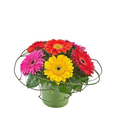 Mixed Gerberas in a Ceramic Container

This colourful arrangement of mixed gerberas is sure to put a smile on their face. Creatively displayed in a ceramic container with foliage adornments, Samba will bring cheer to their day.

Flowers may vary from the image displayed due to seasonal availability. We'll craft an arrangement which is similar in style using seasonal flowers that is equal or greater in value. 