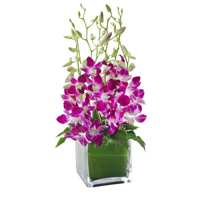 Orchids in a Glass Cube

Stunning purple orchids standing tall in a glass cube, Violetta is simply beautiful. Send this arrangement to wish them well, ideal for delivery to a hospital or nursing home.

Flowers may vary from the image displayed due to seasonal availability. We'll craft an arrangement which is similar in style using seasonal flowers that is equal or greater in value. 