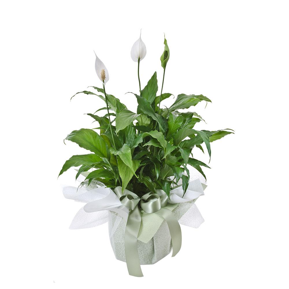 Large Plant Gift Presentation

For a unique and long lasting gift, send them Madonna. This graceful plant presentation is wrapped in white paper and tied with ribbon. Modern and stylish, they will love this thoughtful delivery.

Flowers may vary from the image displayed due to seasonal availability. We'll craft an arrangement which is similar in style using seasonal flowers that is equal or greater in value. 