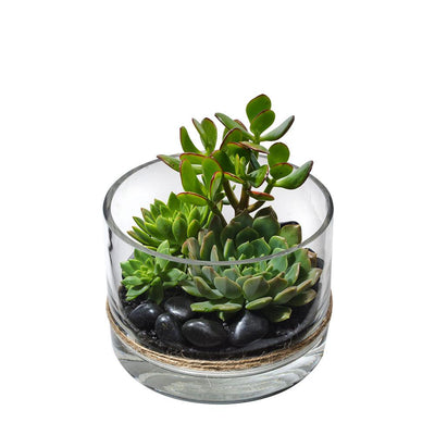 Mixed Succulent Arrangement in a Glass Vase

Toni is perfect for almost any occasion! Bursting with luscious Crassula and rosette succulents, this stunning cylindrical terrarium will leave them beaming.

Flowers may vary from the image displayed due to seasonal availability. We'll craft an arrangement which is similar in style using seasonal flowers that is equal or greater in value. 
