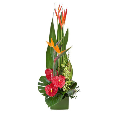 Large Tropical Arrangement in a Ceramic

The striking Tropicana arrangement is stunning in size and beauty, with tall bird of paradise stems amongst tropical foliage and unique flowers. Presented in an olive ceramic container, this gift will wow them.

Flowers may vary from the image displayed due to seasonal availability. We'll craft an arrangement which is similar in style using seasonal flowers that is equal or greater in value. 