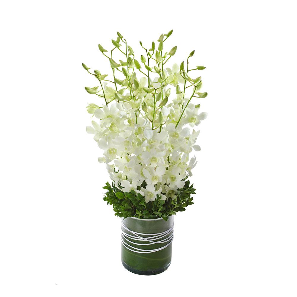 Orchid Presentation in a Glass Vase

Strikingly elegant, Virtue will astound them. This creamy white Singapore orchid presentation stands within a glass vase with stylish ribbon. Ideal for a sophisticated and thoughtful gift.

Flowers may vary from the image displayed due to seasonal availability. We'll craft an arrangement which is similar in style using seasonal flowers that is equal or greater in value. 